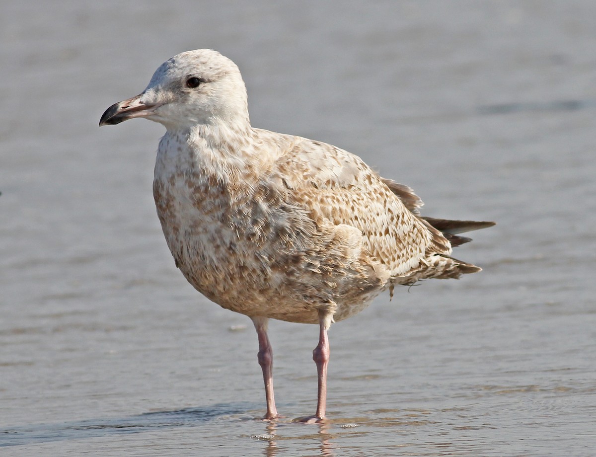 Herring Gull - ML617664068