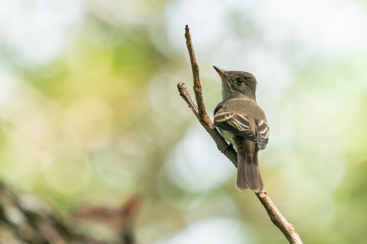 new world flycatcher sp. - ML617664074