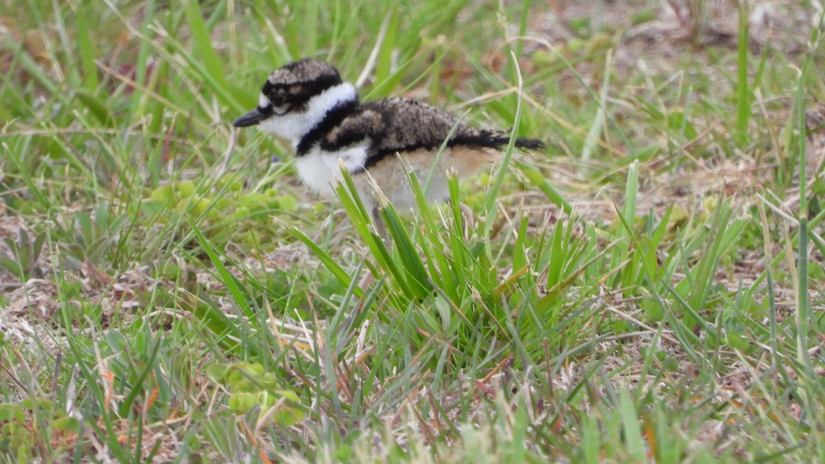 Killdeer - ML617664091