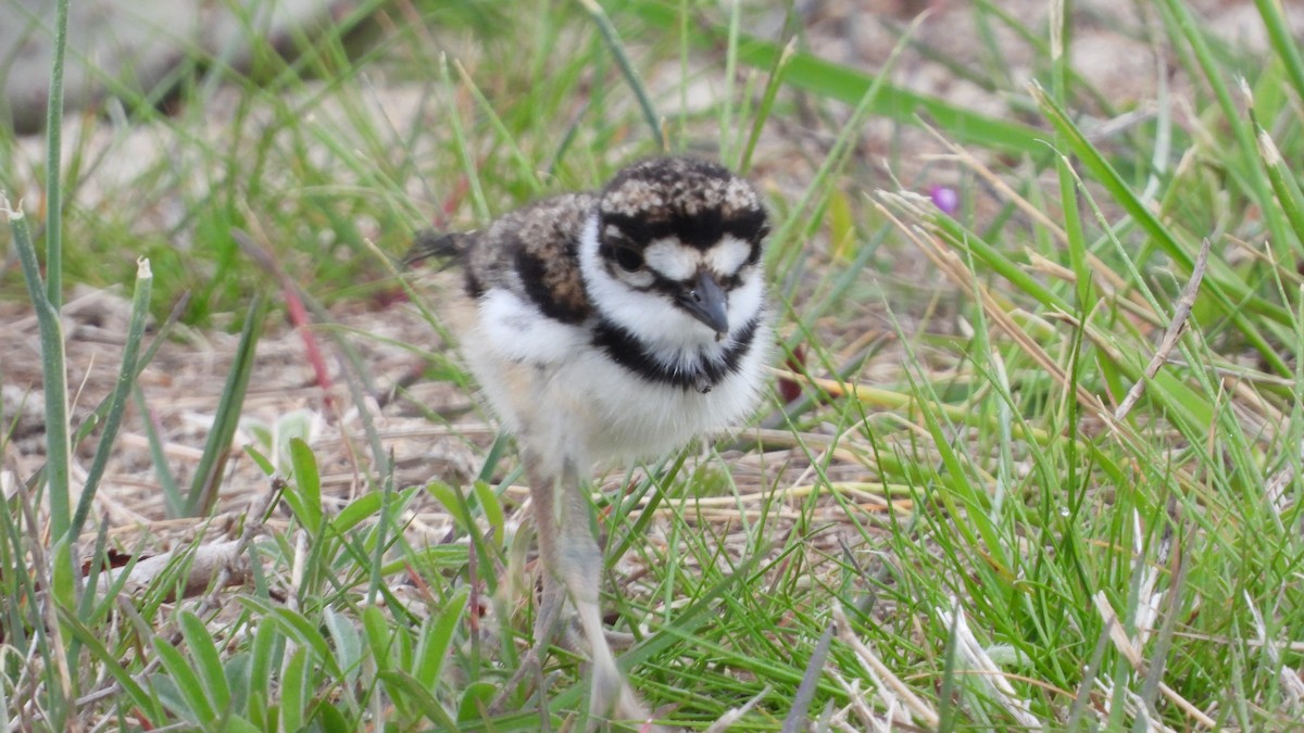 Killdeer - ML617664094