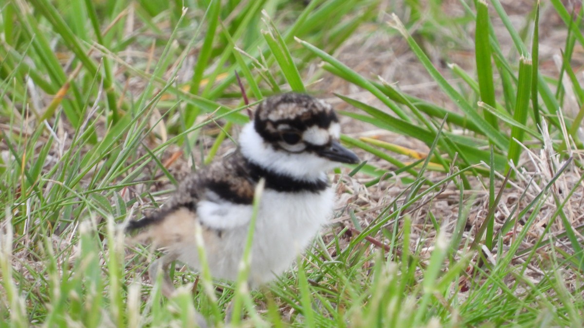 Killdeer - ML617664095