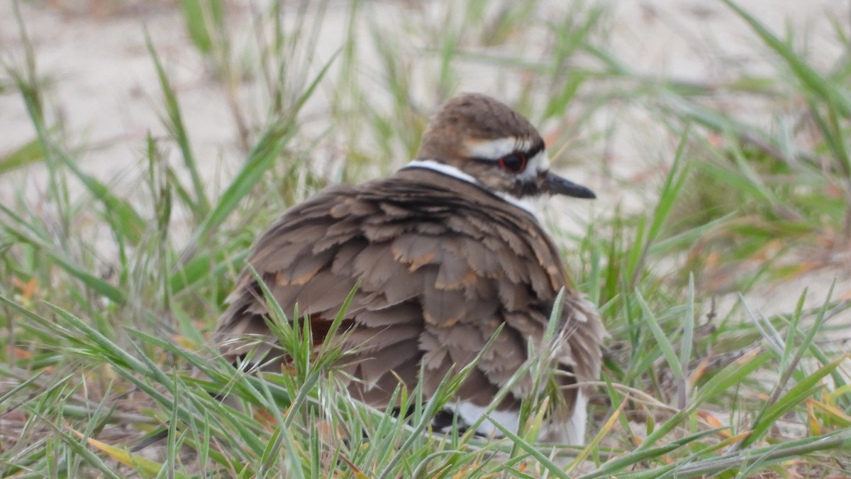 Killdeer - ML617664096