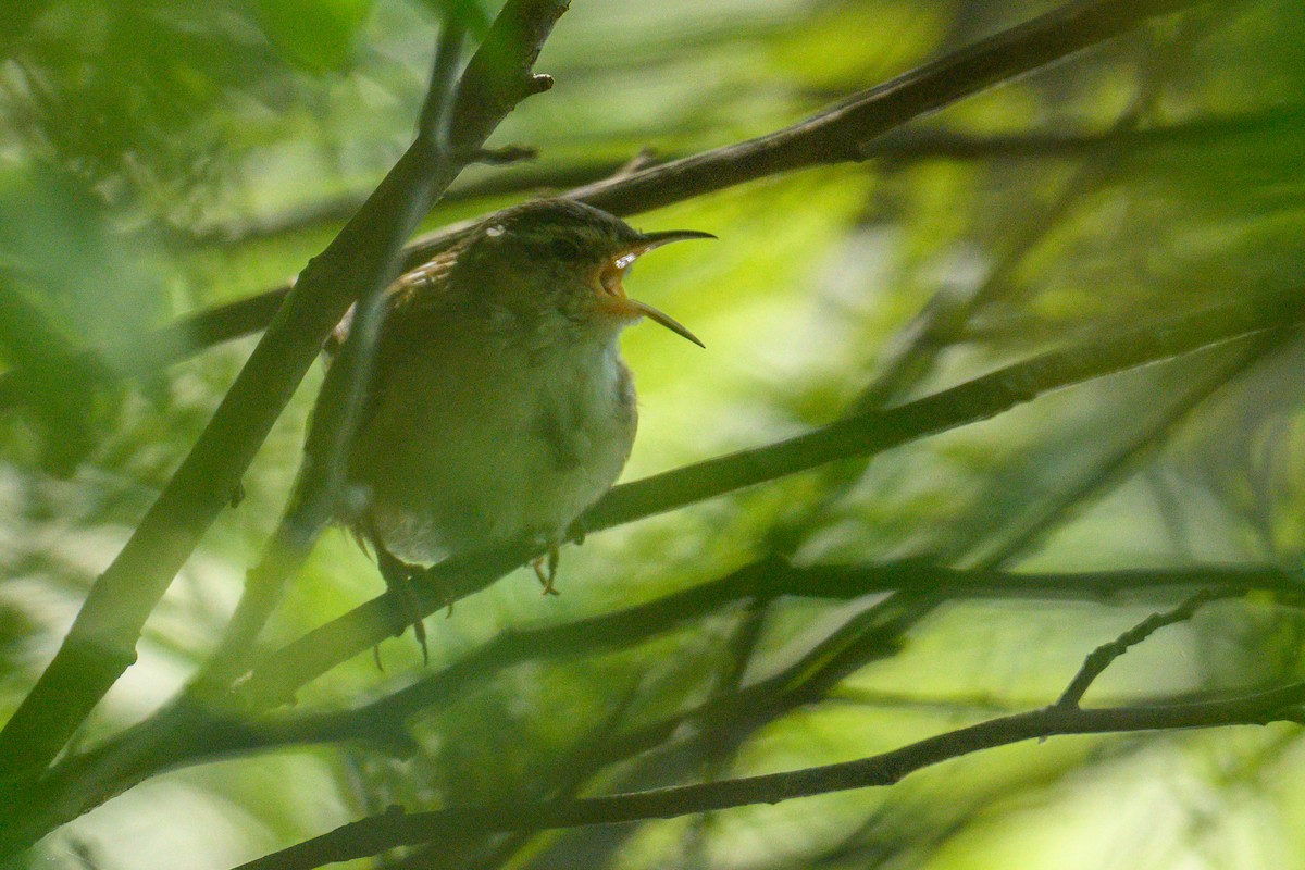 Marsh Wren - ML617664105