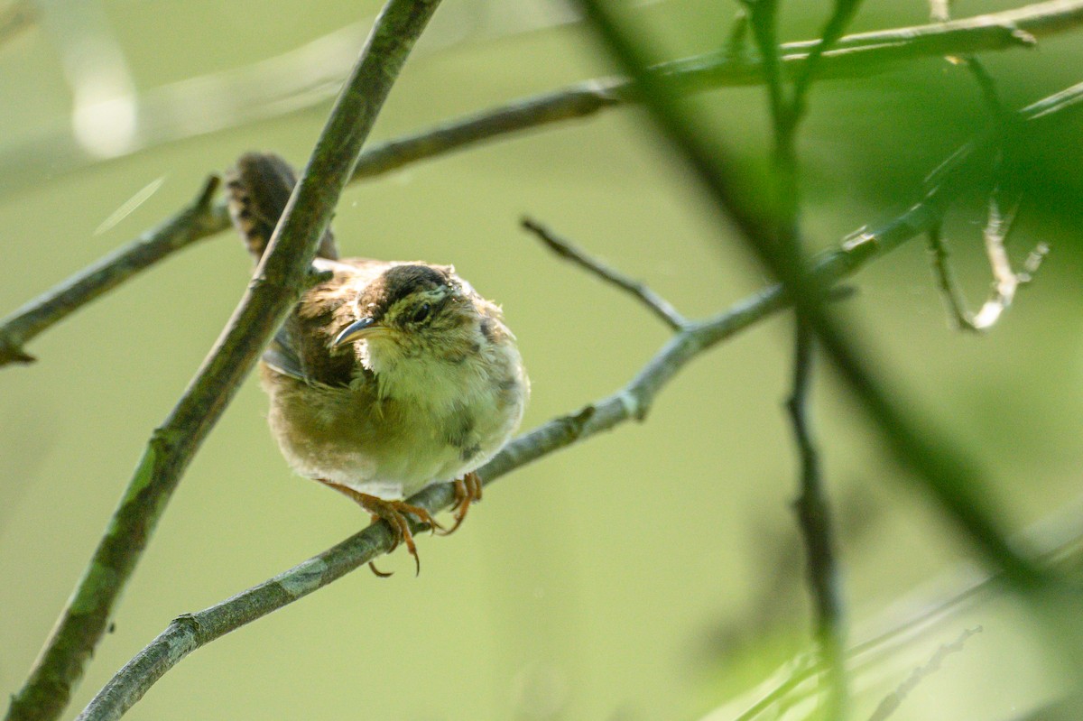 Marsh Wren - ML617664106