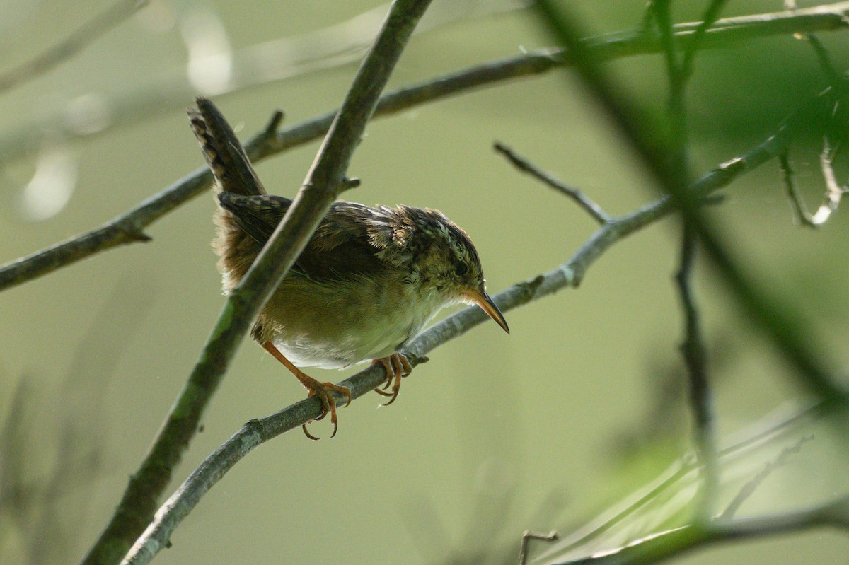 Marsh Wren - Christine Kozlosky