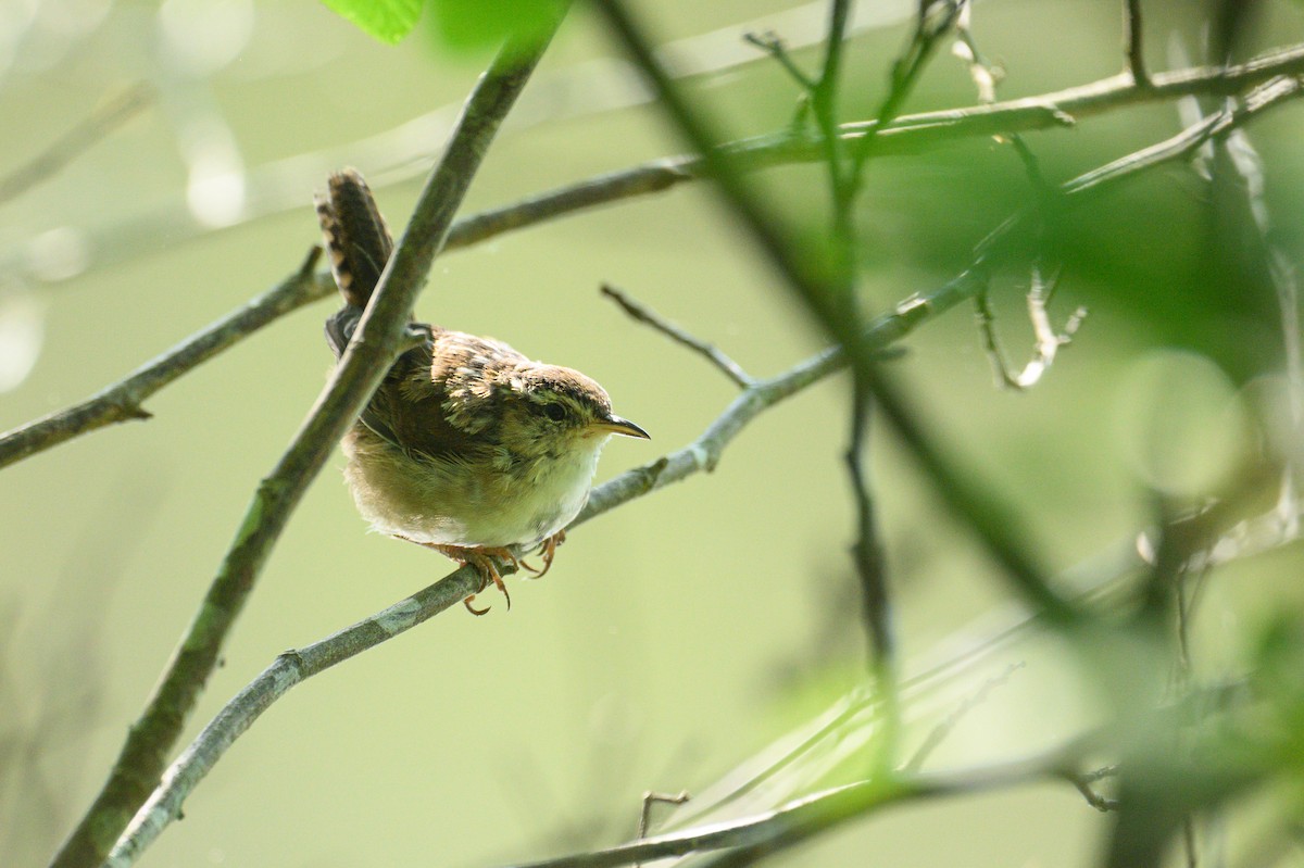 Marsh Wren - ML617664108