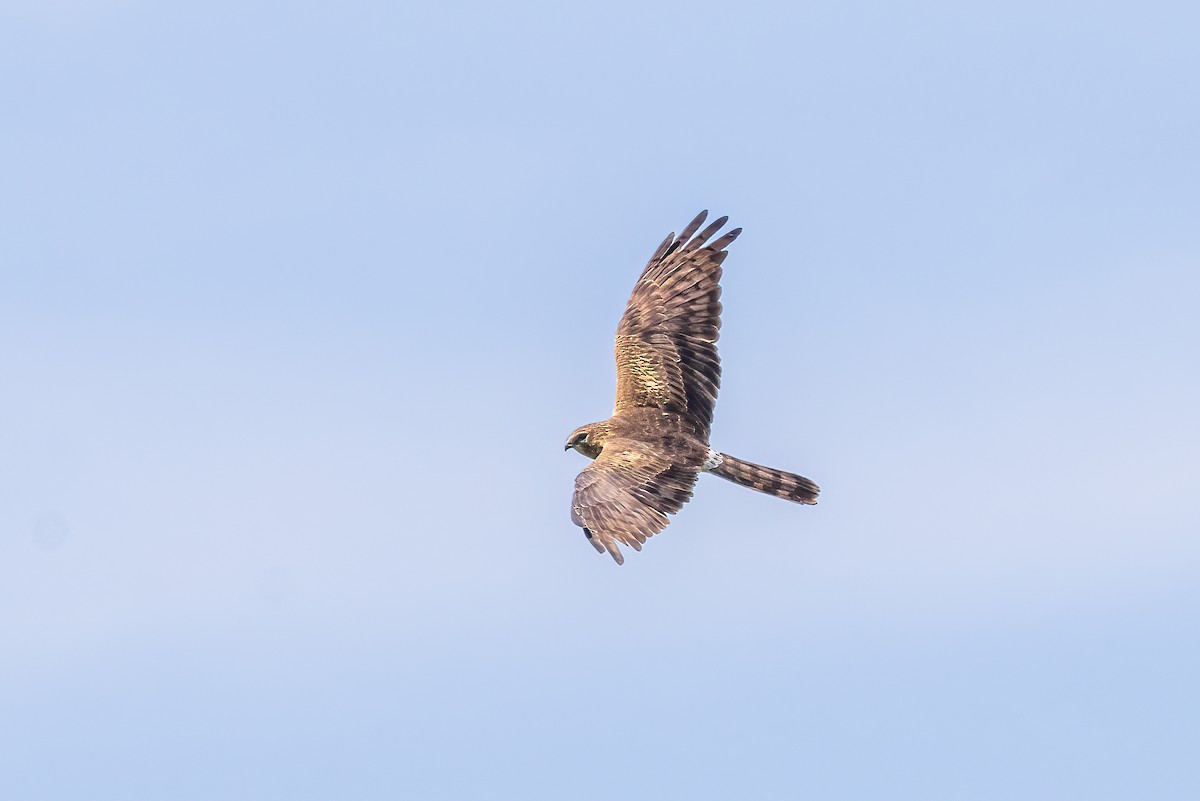 Montagu's Harrier - ML617664111