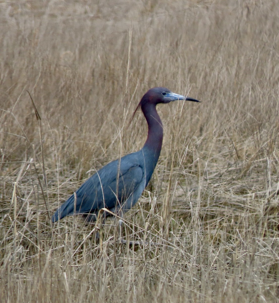 Little Blue Heron - Laurie Reynolds