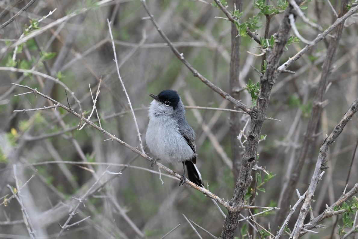 Black-tailed Gnatcatcher - Danny Kelleher