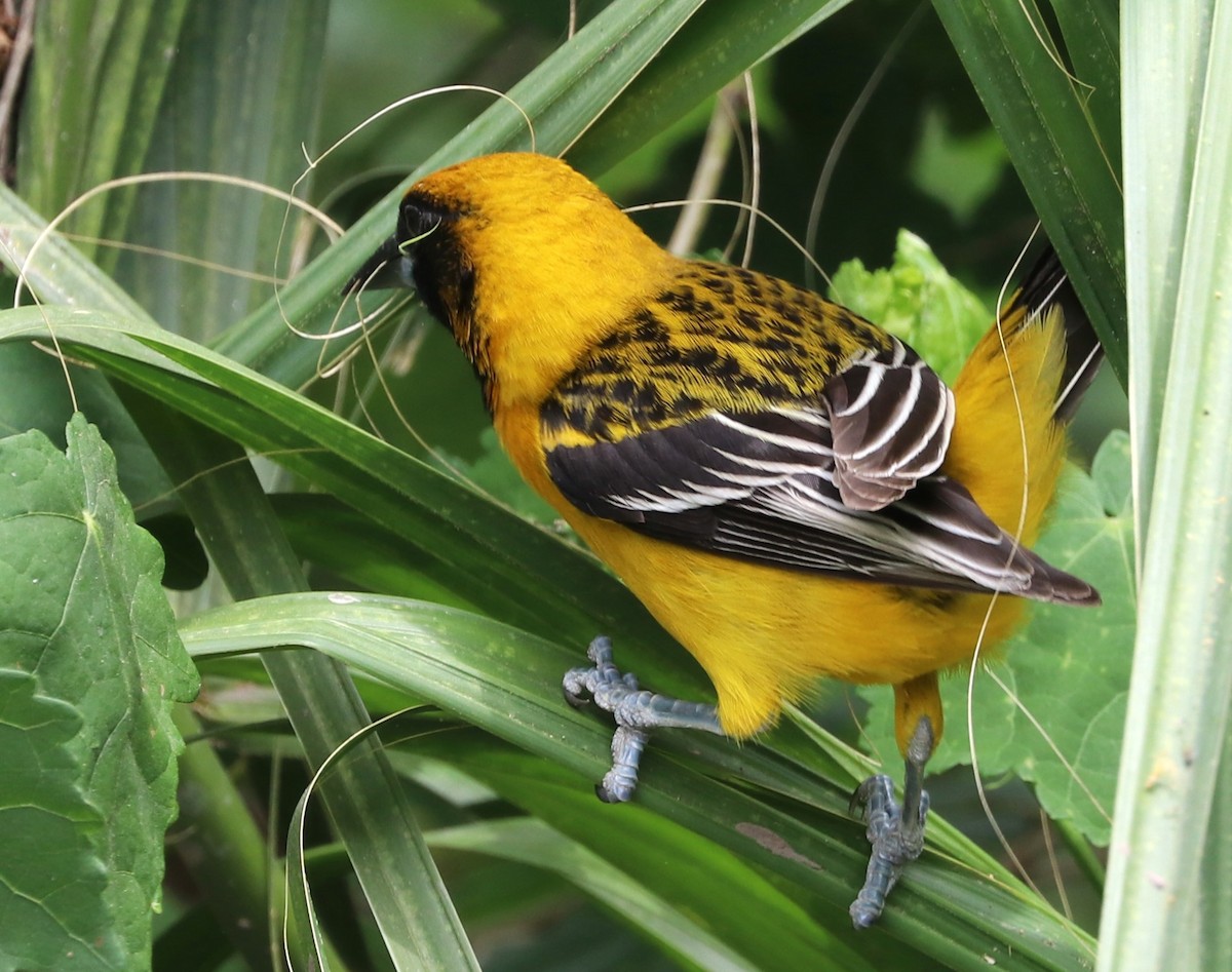 Altamira x Audubon's Oriole (hybrid) - Matthew Valencic