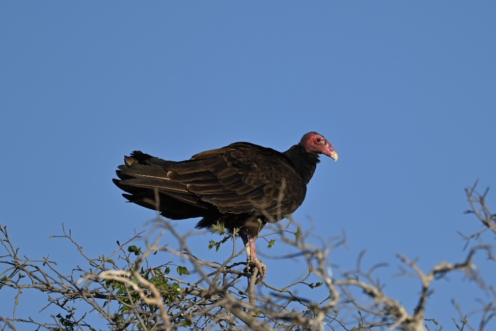 Urubu à tête rouge - ML617664175