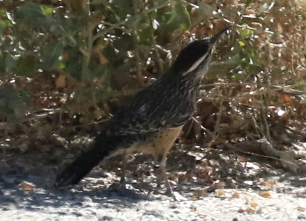 Cactus Wren - ML617664181