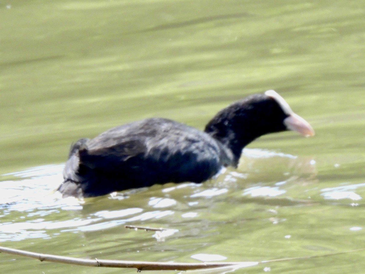 Eurasian Coot - ML617664203