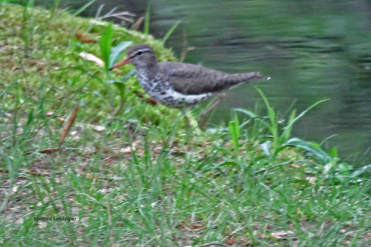 Spotted Sandpiper - Merrill Lester