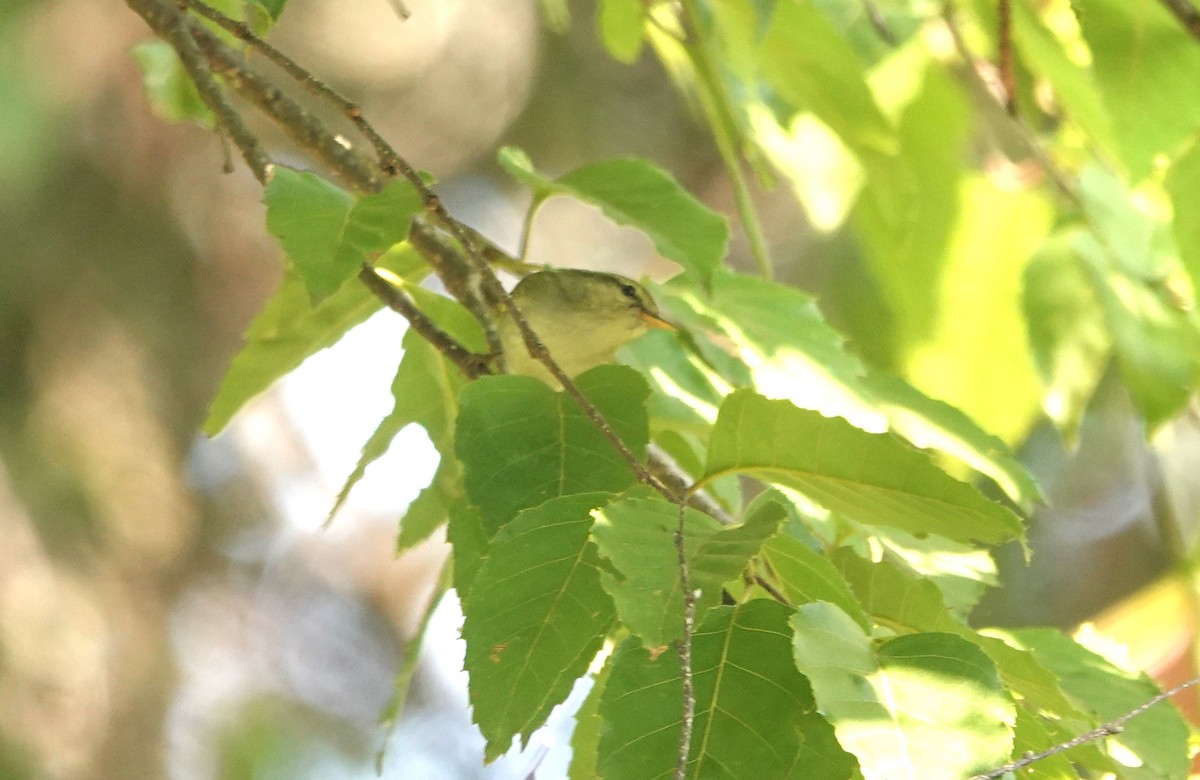 Davison's Leaf Warbler - Peter Burke