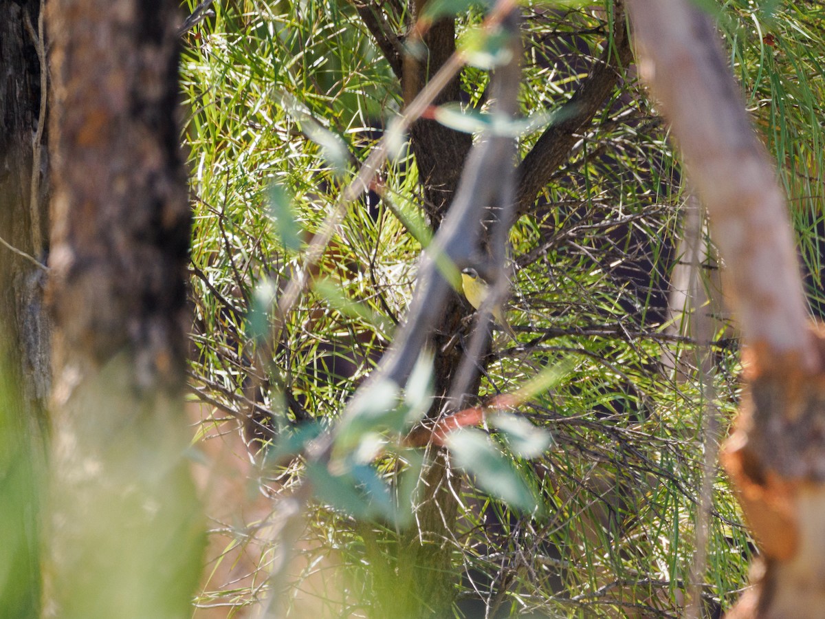 Gray-headed Honeyeater - ML617664300