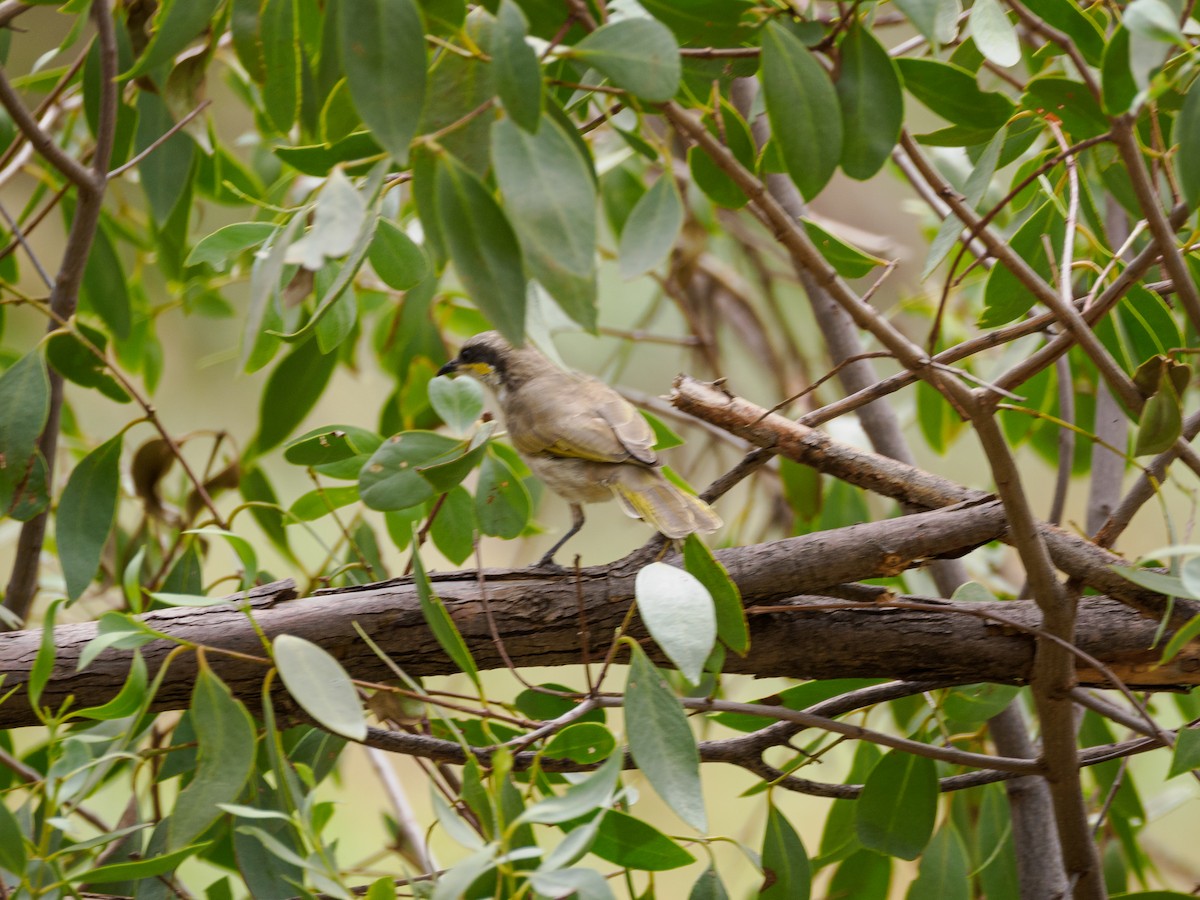 Singing Honeyeater - ML617664312