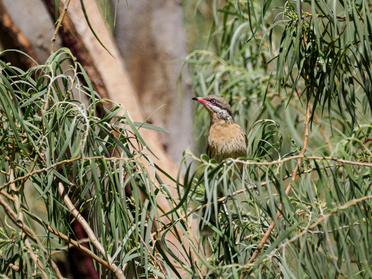 Spiny-cheeked Honeyeater - ML617664314