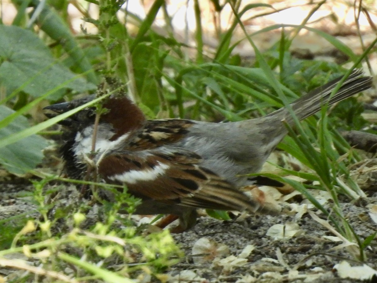 House Sparrow - ML617664343