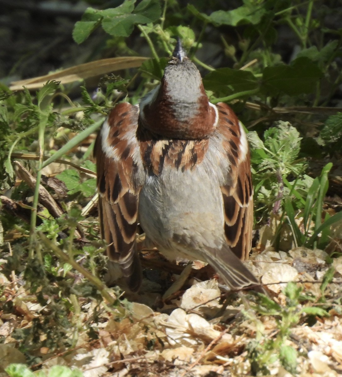 House Sparrow - ML617664345