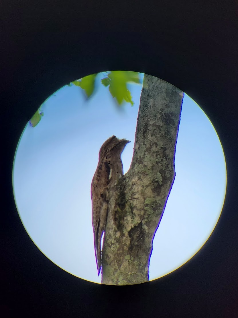 Northern Potoo - Linda Wallenfang