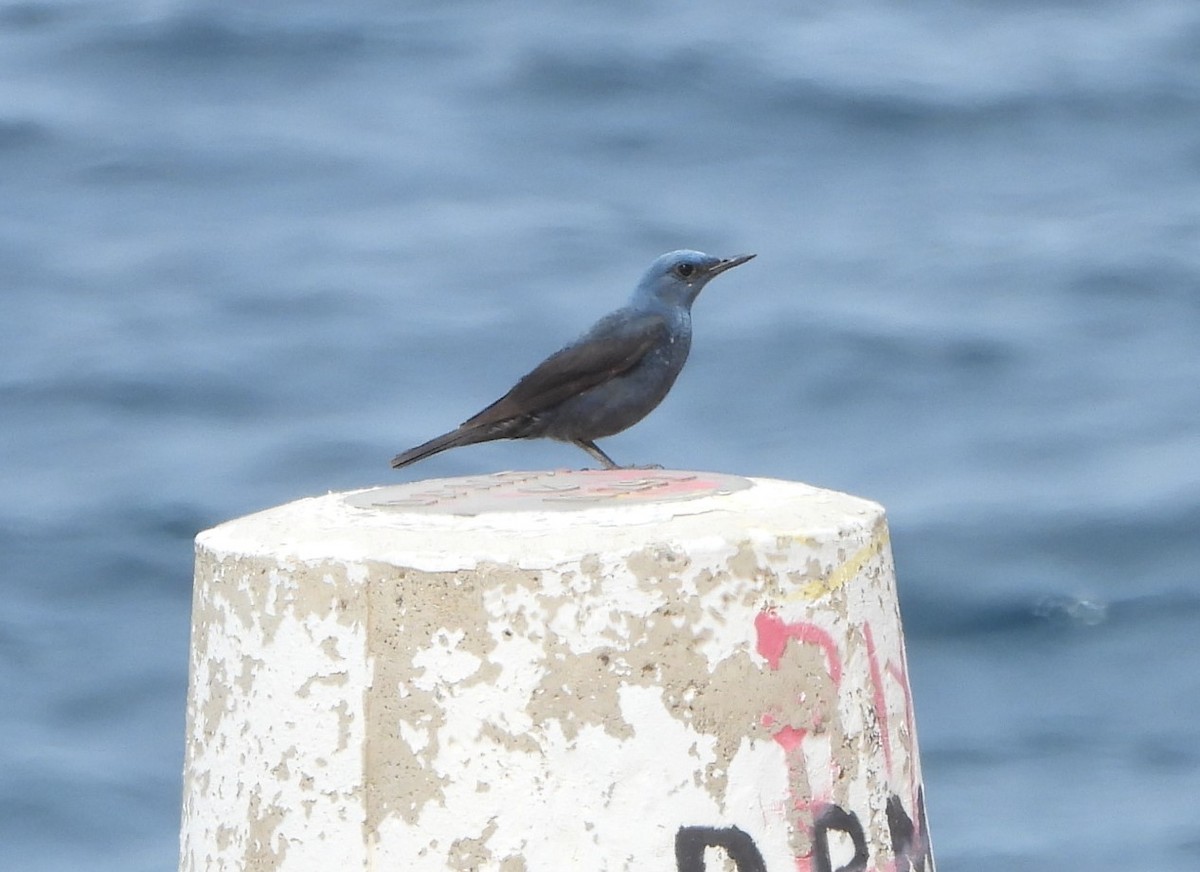 Blue Rock-Thrush - ML617664393