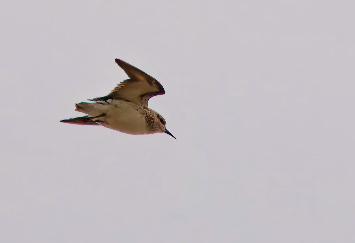 pygmésnipe - ML617664399