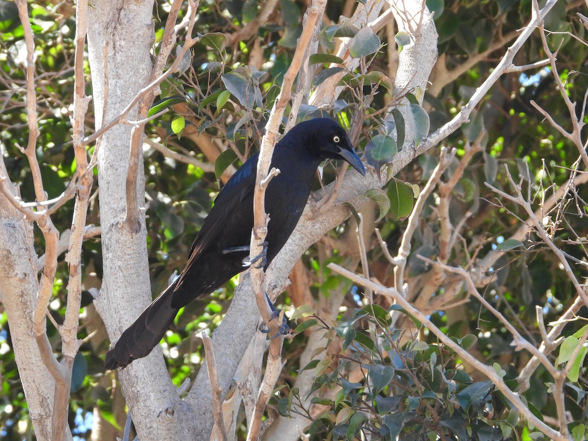 Great-tailed Grackle - ML617664410