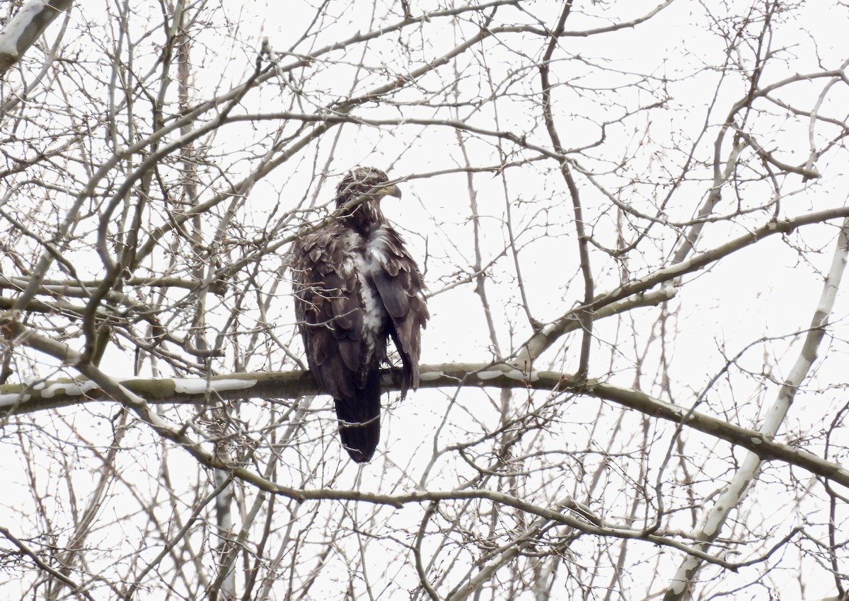 Bald Eagle - Barb Stone