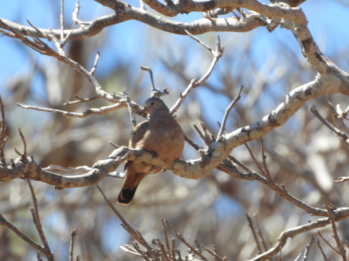 Ruddy Ground Dove - ML617664424