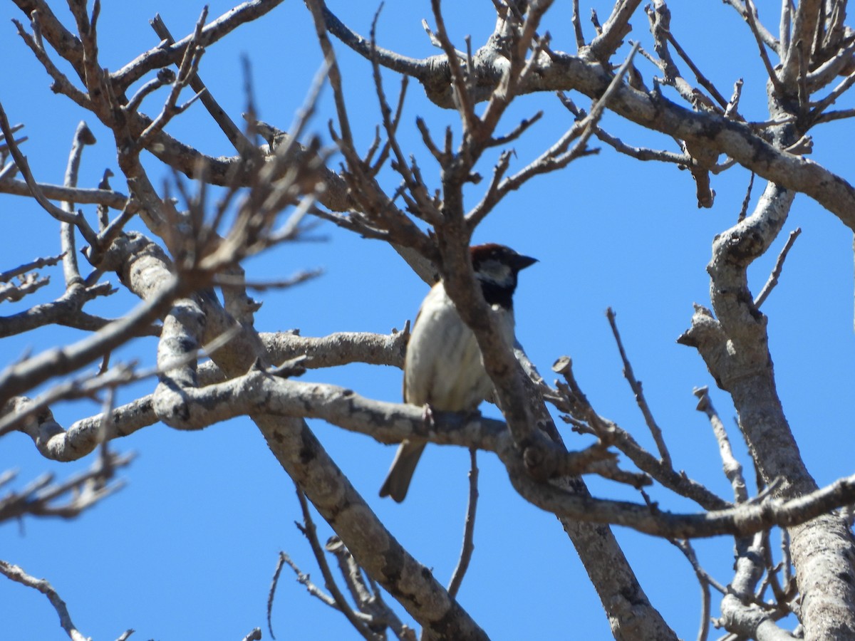 Moineau domestique - ML617664442