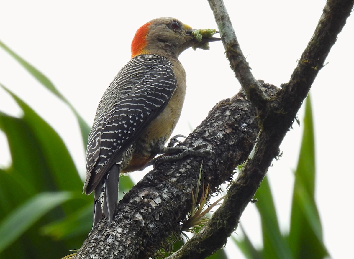 Golden-fronted Woodpecker - Linda Wallenfang