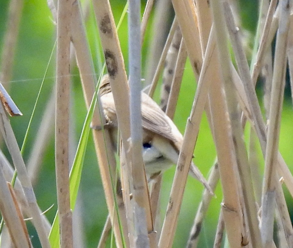 Common Reed Warbler - ML617664538