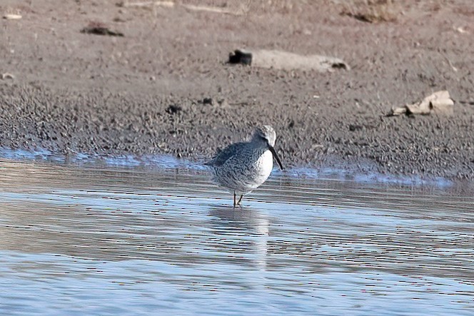 Stilt Sandpiper - ML617664554