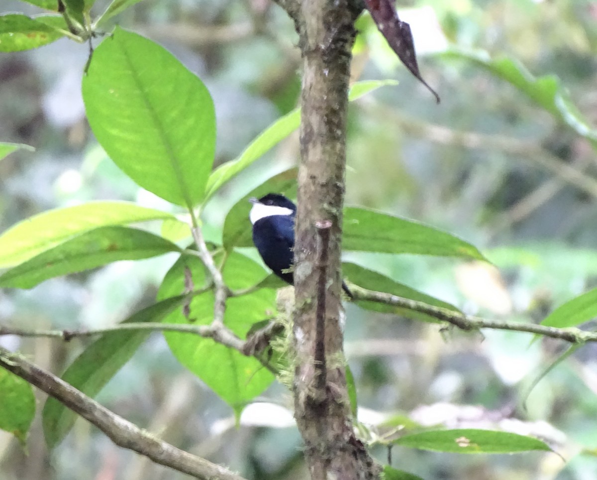 White-ruffed Manakin - Sandra Keller