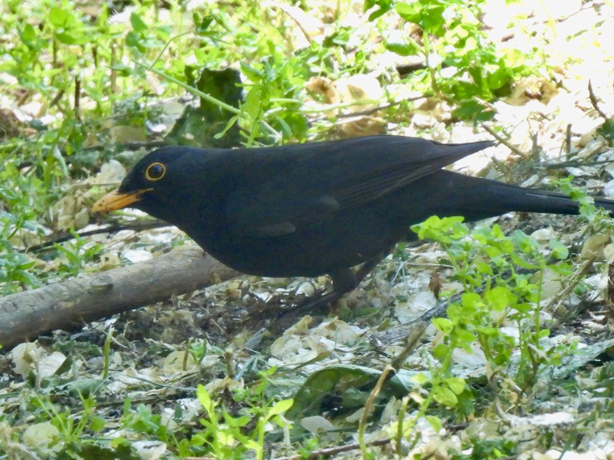 Eurasian Blackbird - ML617664565