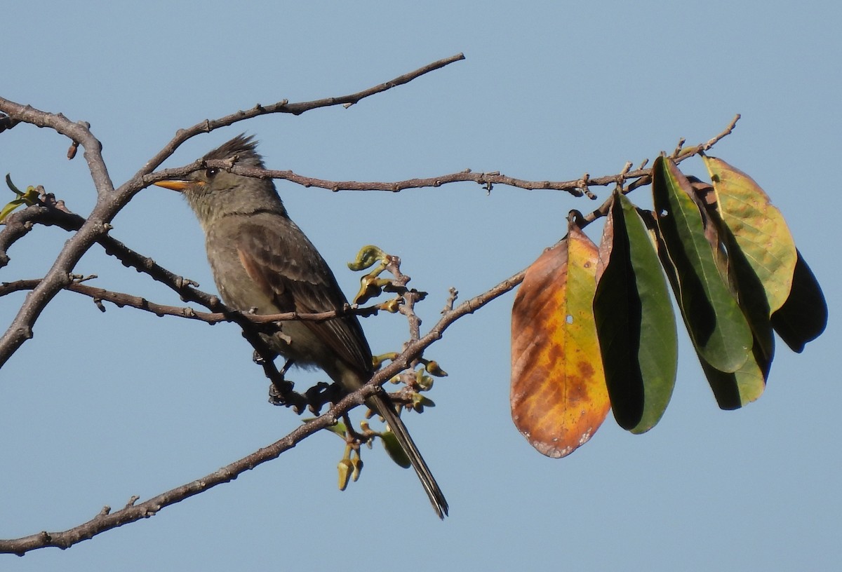 Greater Pewee - Linda Wallenfang