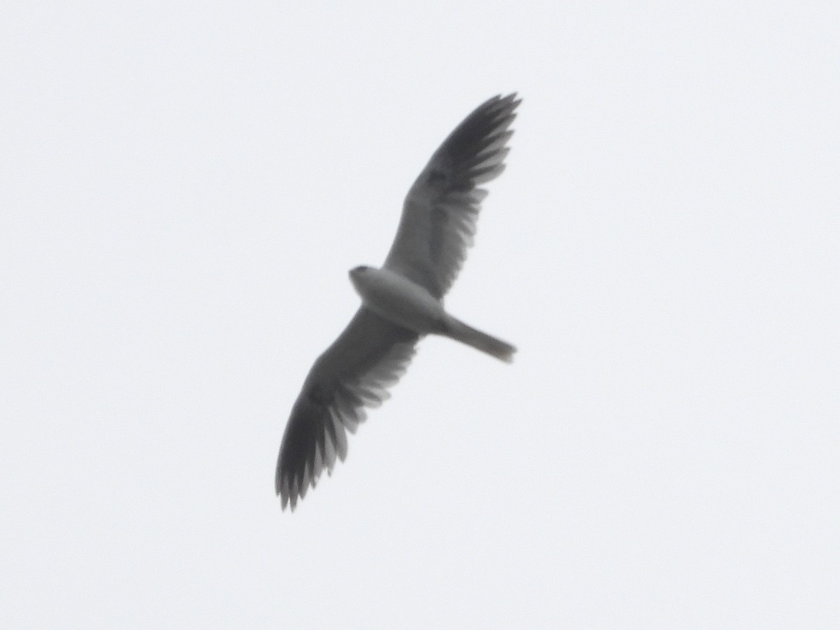 White-tailed Kite - Justus P