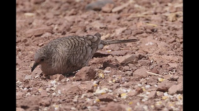 Inca Dove - ML617664582