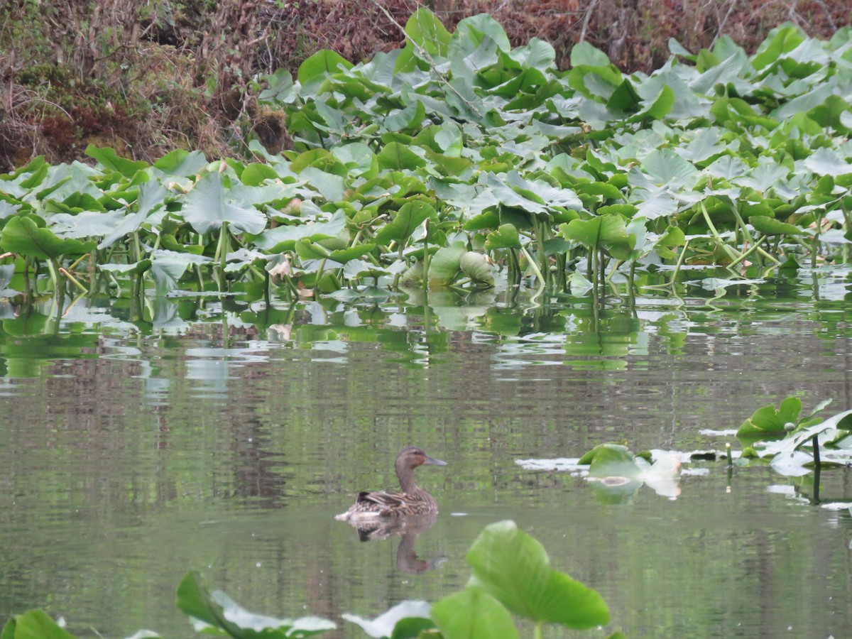 Canard colvert - ML617664606