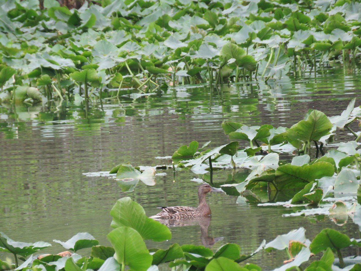 Canard colvert - ML617664607