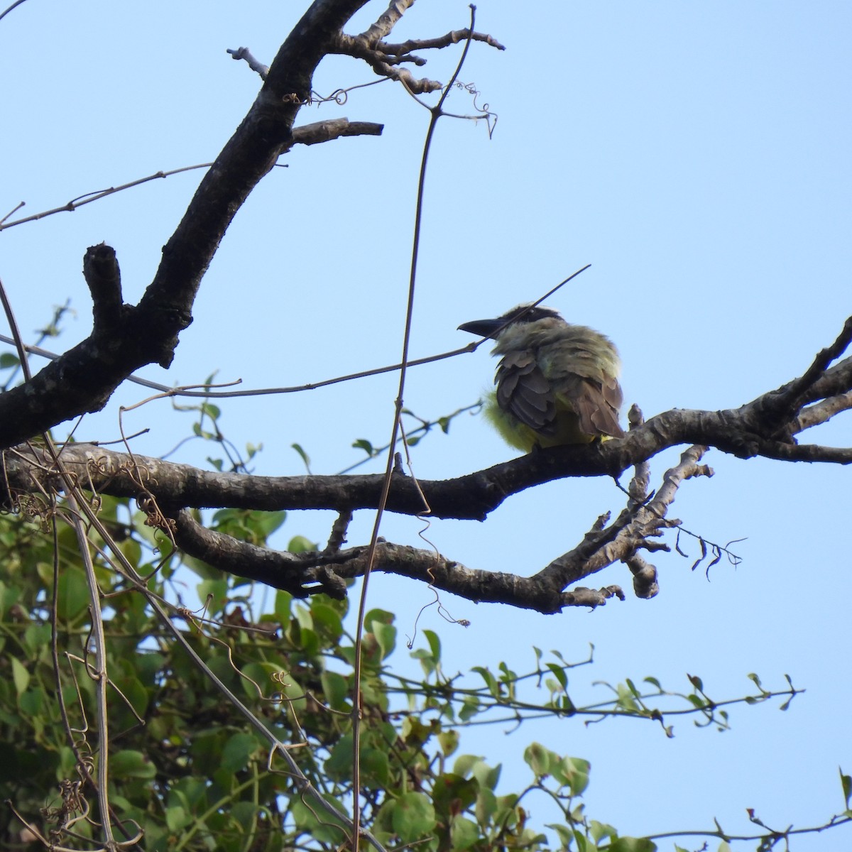 Boat-billed Flycatcher - Linda Wallenfang