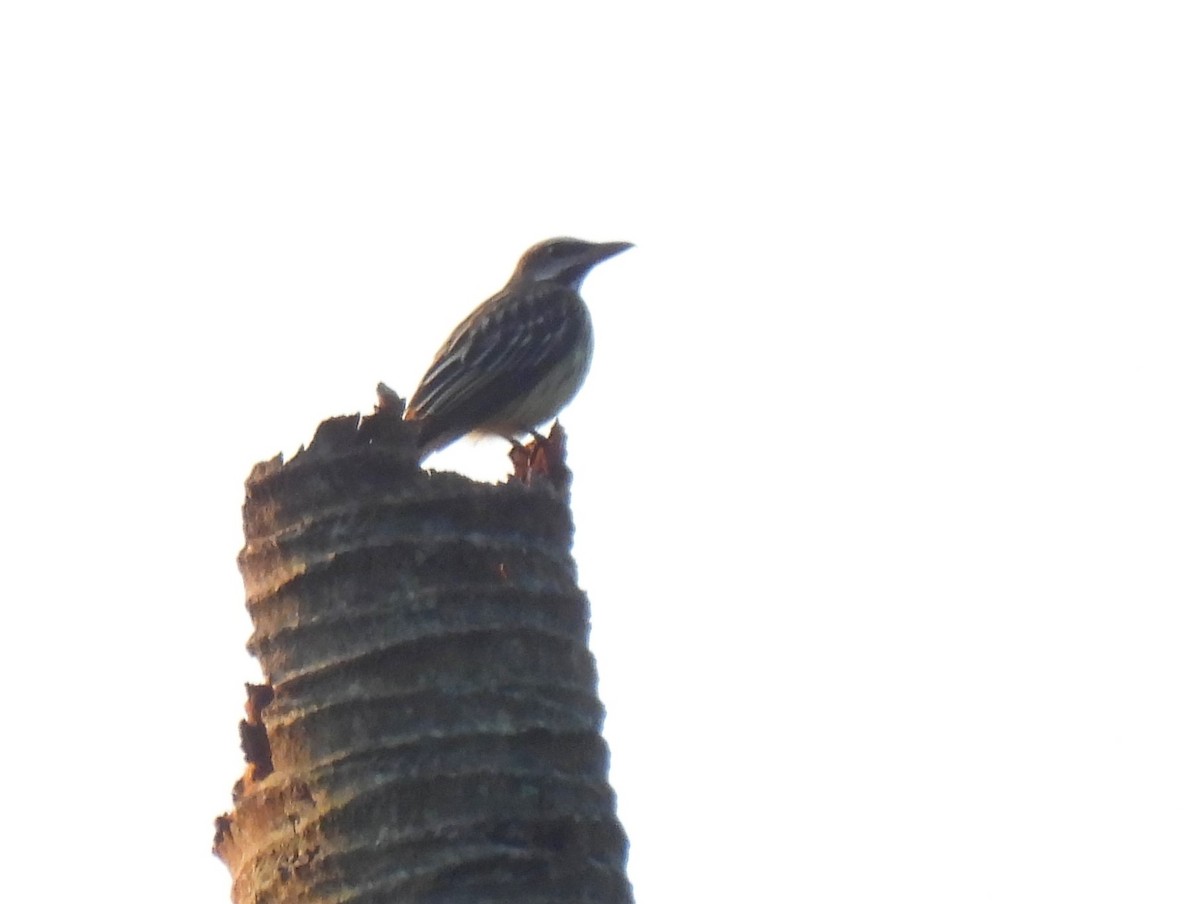 Sulphur-bellied Flycatcher - ML617664633