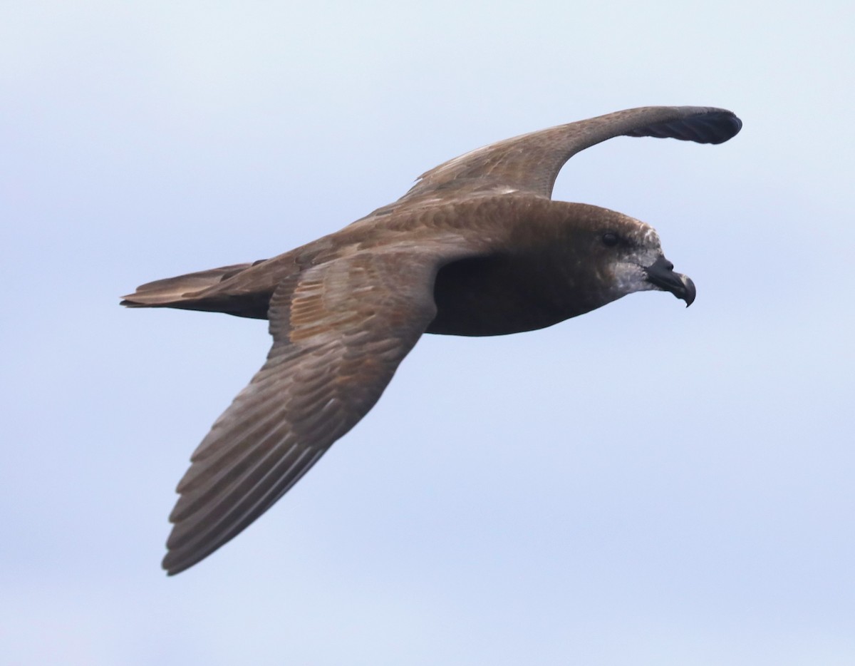 Gray-faced Petrel - Steven Edwards