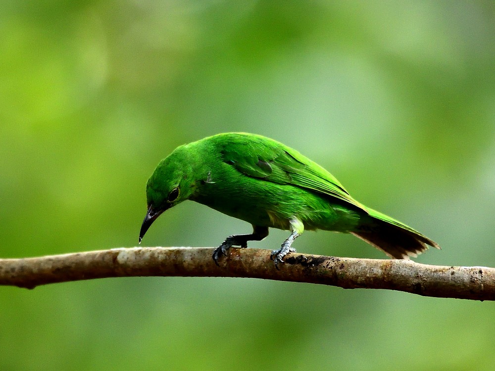 Golden-fronted Leafbird - ML617664656