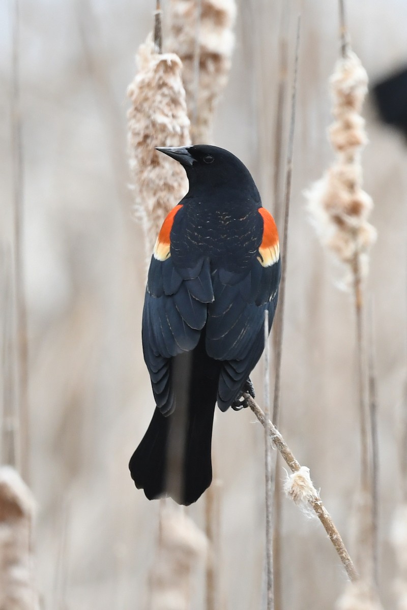 Red-winged Blackbird - Pierre LeBlanc