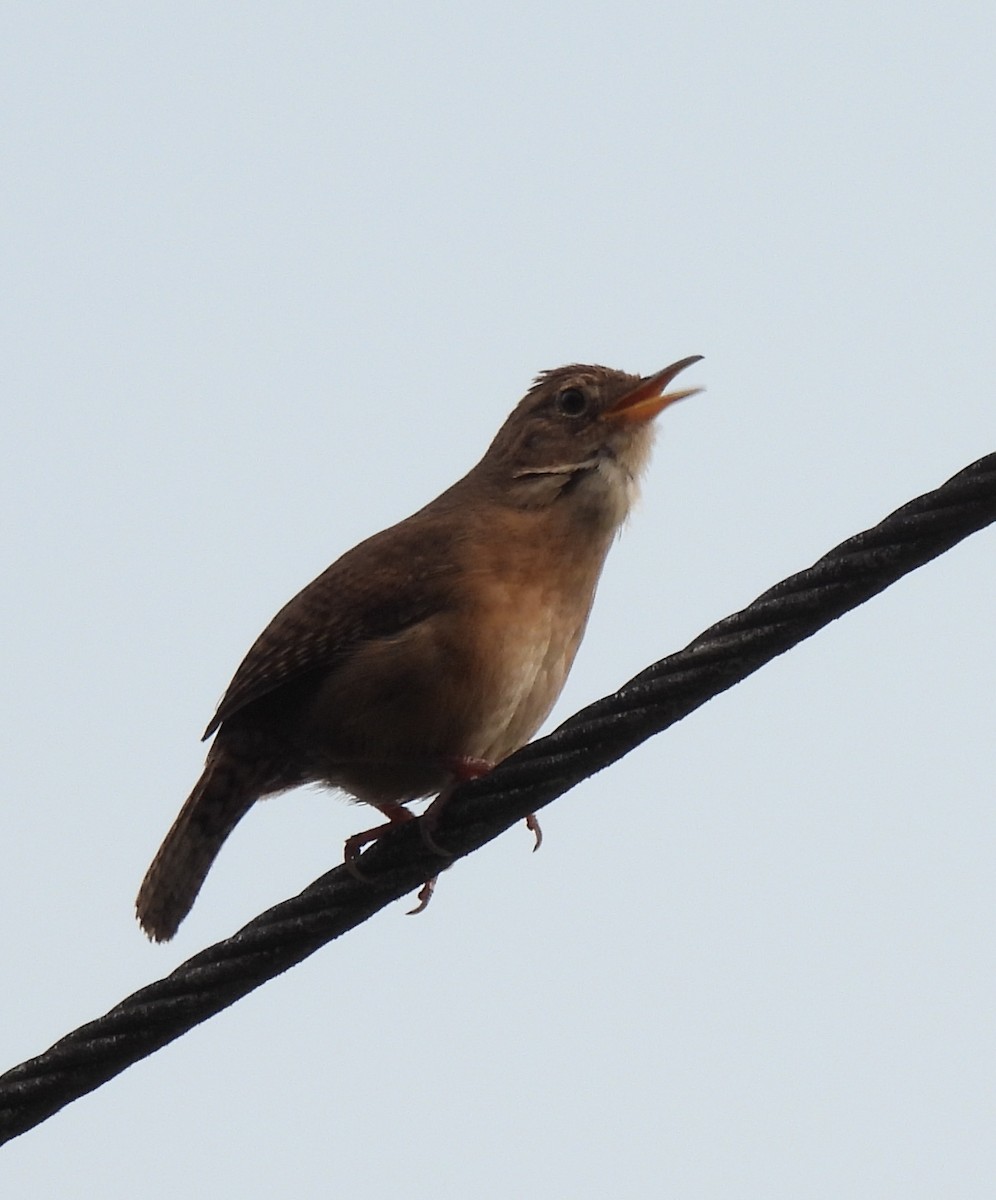 House Wren - Linda Wallenfang