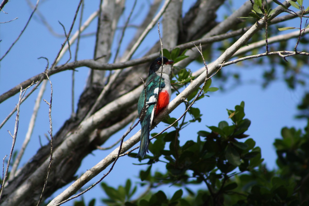 trogon kubánský - ML617664700