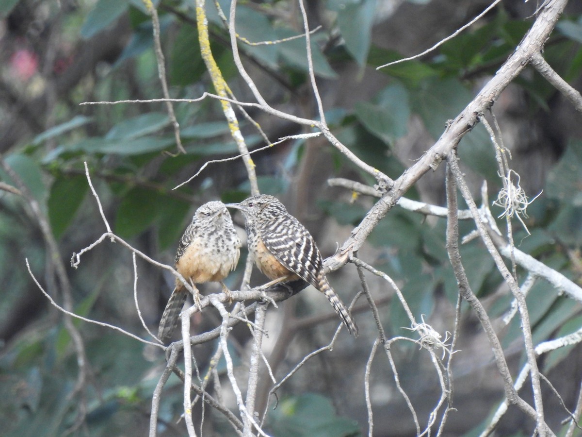 Band-backed Wren - ML617664706