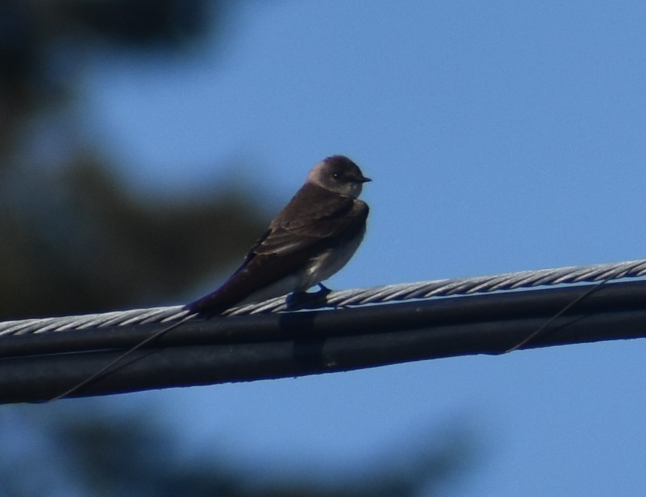 Northern Rough-winged Swallow - Tim Brennan